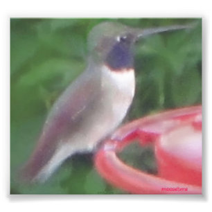 Pix-freudig erregt SummenvogelPic Fotodruck