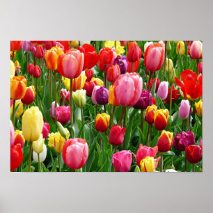 pixabay.comentulips-tulip-bed-colorful-52126 poster