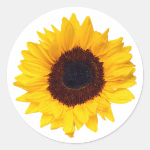 PixDezine Gelbe Sonnenblumenumschlag-Dichter Runder Aufkleber