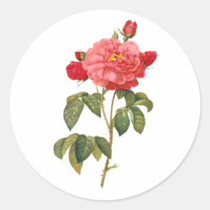 PixDezine viktorianische Rosen/redoute Runder Aufkleber