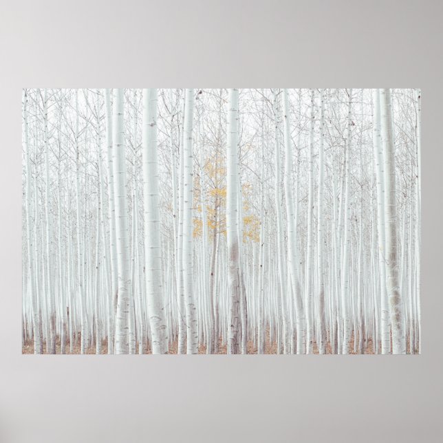 PixDezines Silberbirkenwald Poster (Vorne)