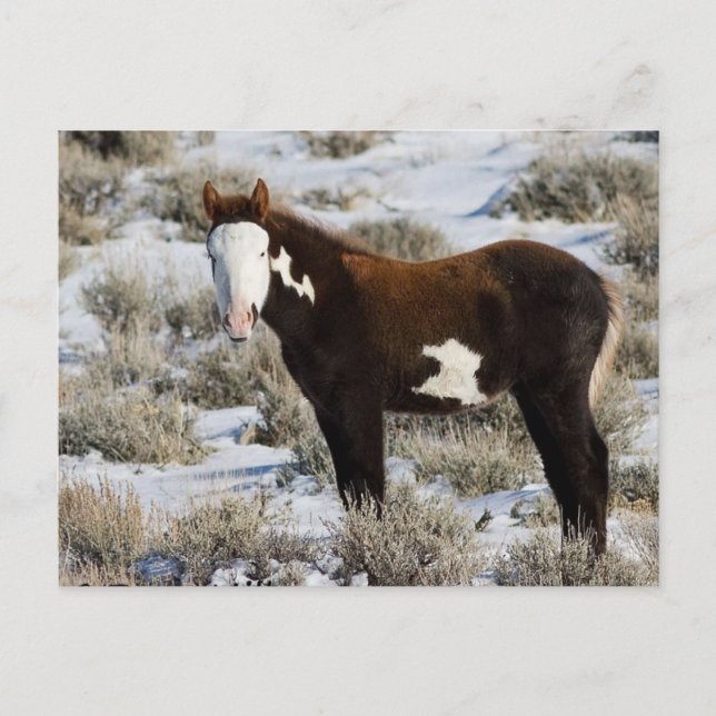 PJ Die Farbe Postkarte (Vorderseite)