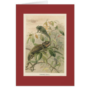 PJ Smith - caméléons