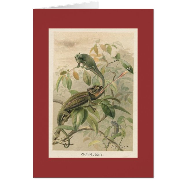 Pj-Smith - Chamäleone (Vorne)