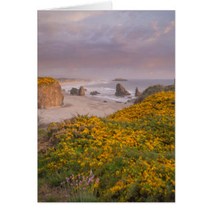 Plage de Bandon au large Rochers Gorse de fleurs j