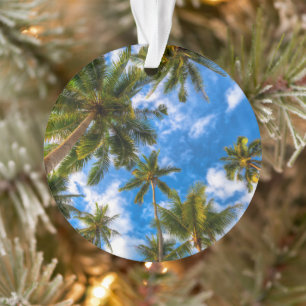 Plages tropicales   Palmiers sur le ciel bleu