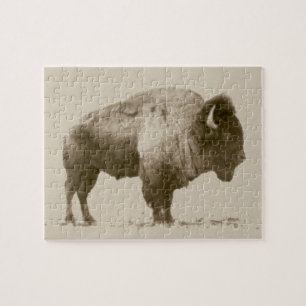 Plains Bison