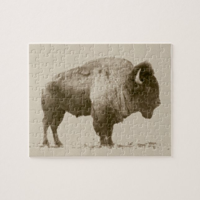 Plains Bison (Horizontal)