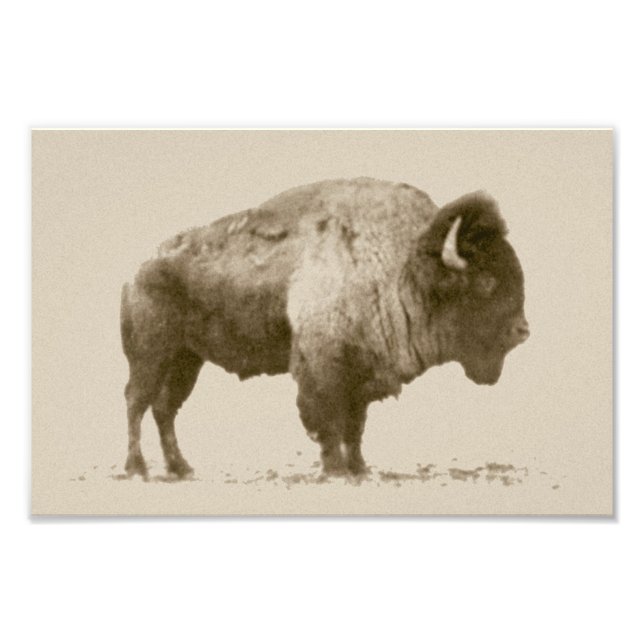 Plains Bison Fotodruck (Vorne)