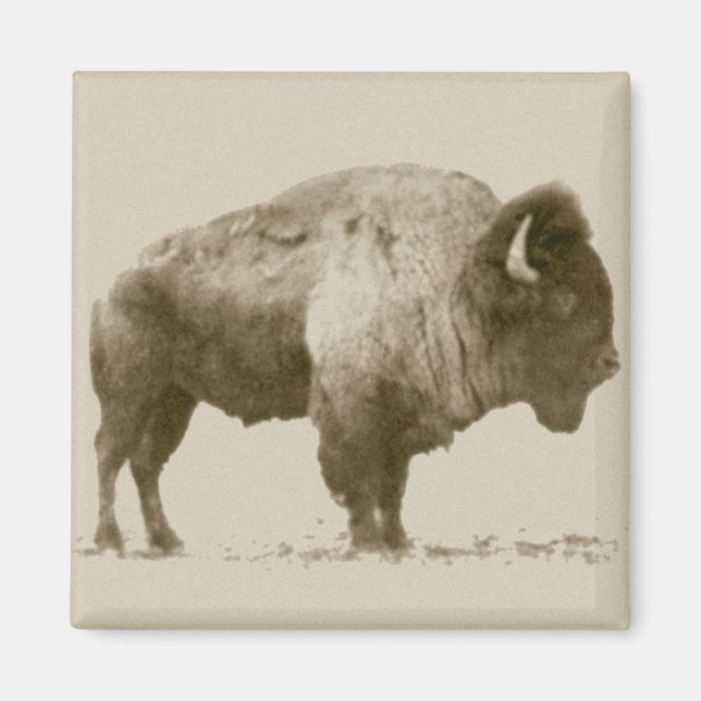 Plains Bison Magnet (Vorne)