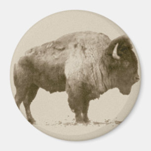 Plains Bison Magnet