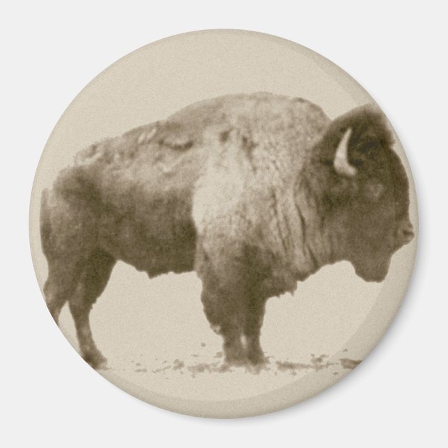 Plains Bison Magnet (Vorne)