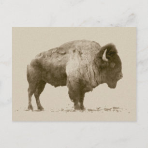Plains Bison Postkarte