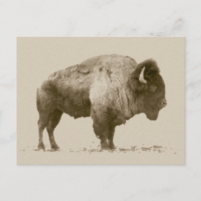 Plains Bison Postkarte (Vorderseite)