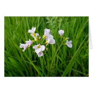 Plaisir de fleur sauvage