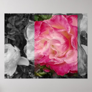 PLAKAT 11x14, ROSA Blume