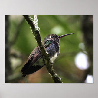 PLAKAT - BEIJA-FLOR 1