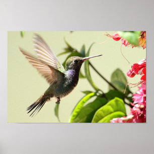 PLAKAT - BEIJA-FLOR 4