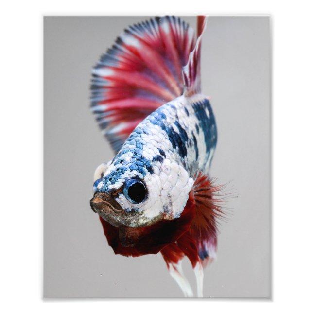 Plakat Betta Fish Fotodruck (Vorne)