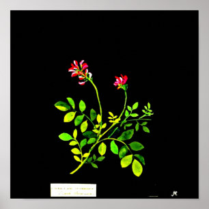 Plakat-Botanische Kunst-Mary Delany 15 Poster