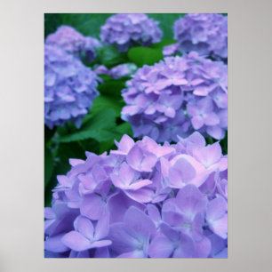 Plakat der Hydrangeas-{lila}