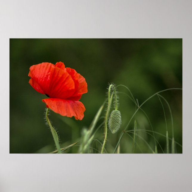 Plakat der Mohnblume - Einsame Grazie (Vorne)