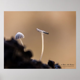 Plakat der Pilz-(Coprinus Plicatilis)