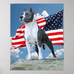 Plakat der Pitbull (amerikanisches Staffordshire