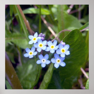 Plakat der Vergissmeinnicht-2