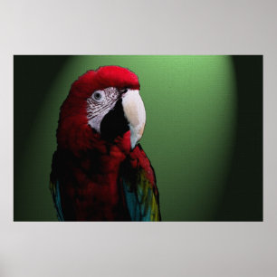 Plakat des Papageien-Gesprächs-6 x 24