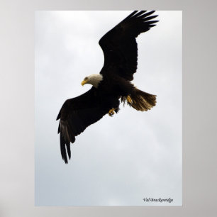 Plakat "Eagle in Flight"