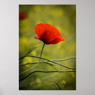 Plakat Einzelner Mohn