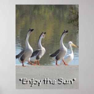 Plakat - liebevolle Gänse Sun