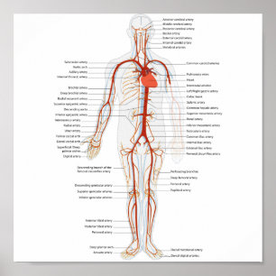 Plakat-menschliches Kreislaufsystem der Arterien Poster