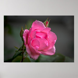 Plakat mit rosa Rose und Knospen Fotografie