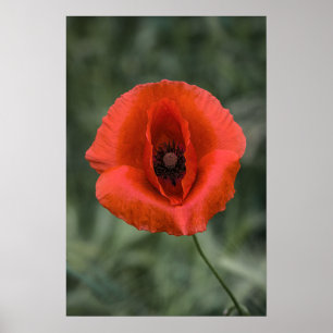 Plakat Mohn Blumen Naturfotografie