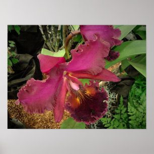 Plakat: Orchidee mit einer Gold-und Brown-Mitte Poster
