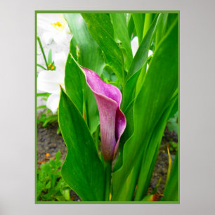 Plakat Purpurrote Zantedeschie