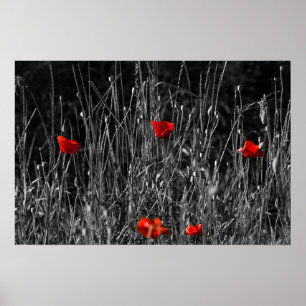 Plakat - Rote Einsamkeit Mohn