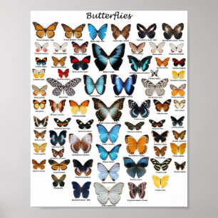 Plakat - Schmetterlingssammlung