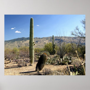 Plakat Sonoran Wüste 03