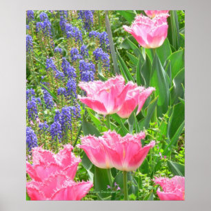 Plakat, Tulipa 'Pink Fountain' Tulpe und Hyazinthe Poster