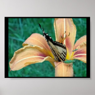 Plakat von Heuschrecken & Schmetterling in einer T