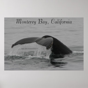 Plakat, Wal-Plattfisch, Monterey Poster
