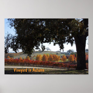 Plakat: Weinberg und Eiche in den Herbst-Farben Poster
