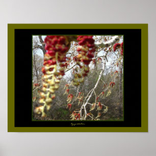 Plakat weißer der Barken-Baum-Piment-olivgrünes