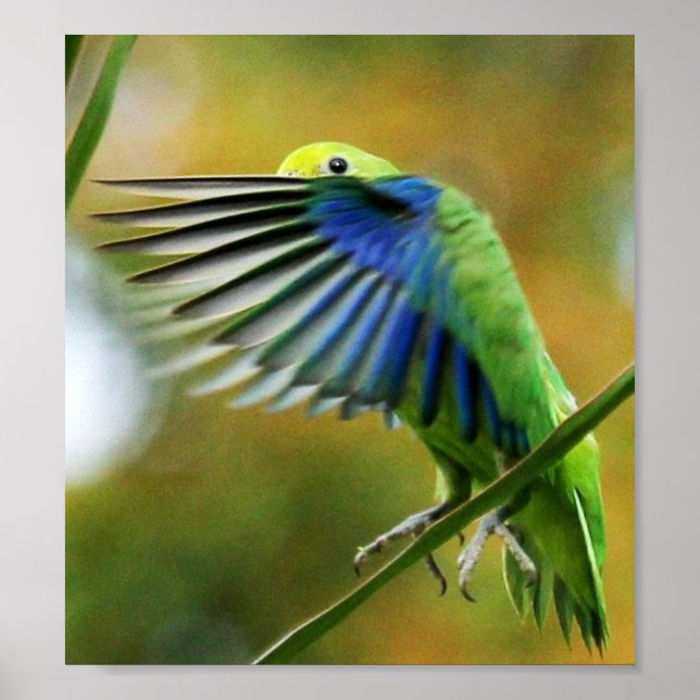 PLAKAT WELLENSITTICH TUIM 1 (Vorne)