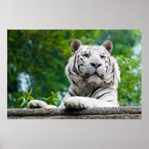 Plakat "White Tiger"