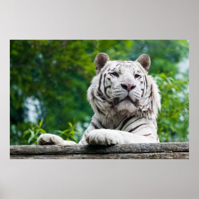 Plakat "White Tiger" (Vorne)