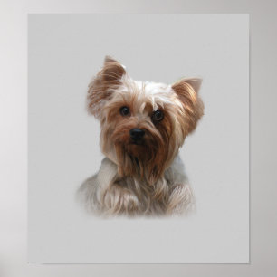 Plakat Yorkshires Terrier